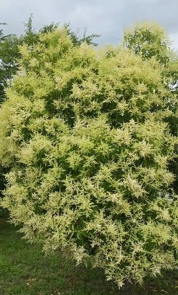 Privet
