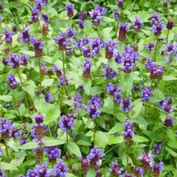 German Woundwort