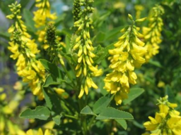 Yellow Sweet Clover